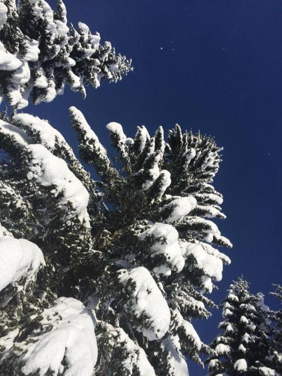 Chalet Stara Jelka Pokljuka Zgornje Gorje Luaran gambar